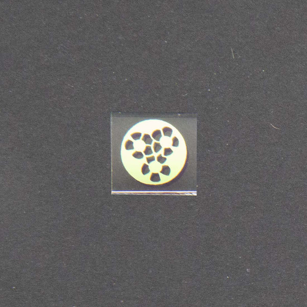 Daisy Flower Cluster Image