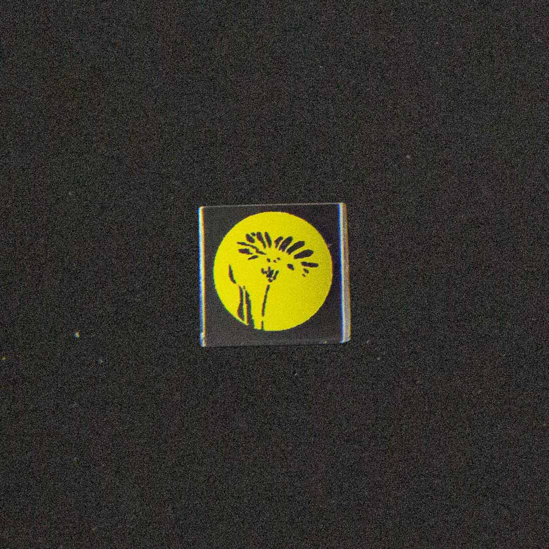 Dandelion Image