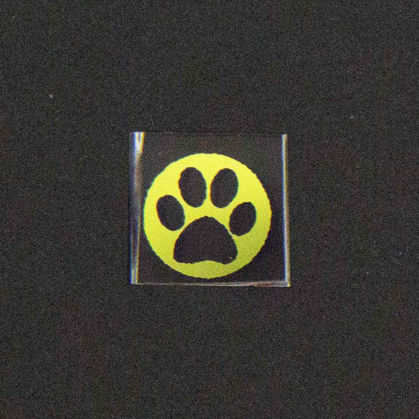 Dog Paw Image