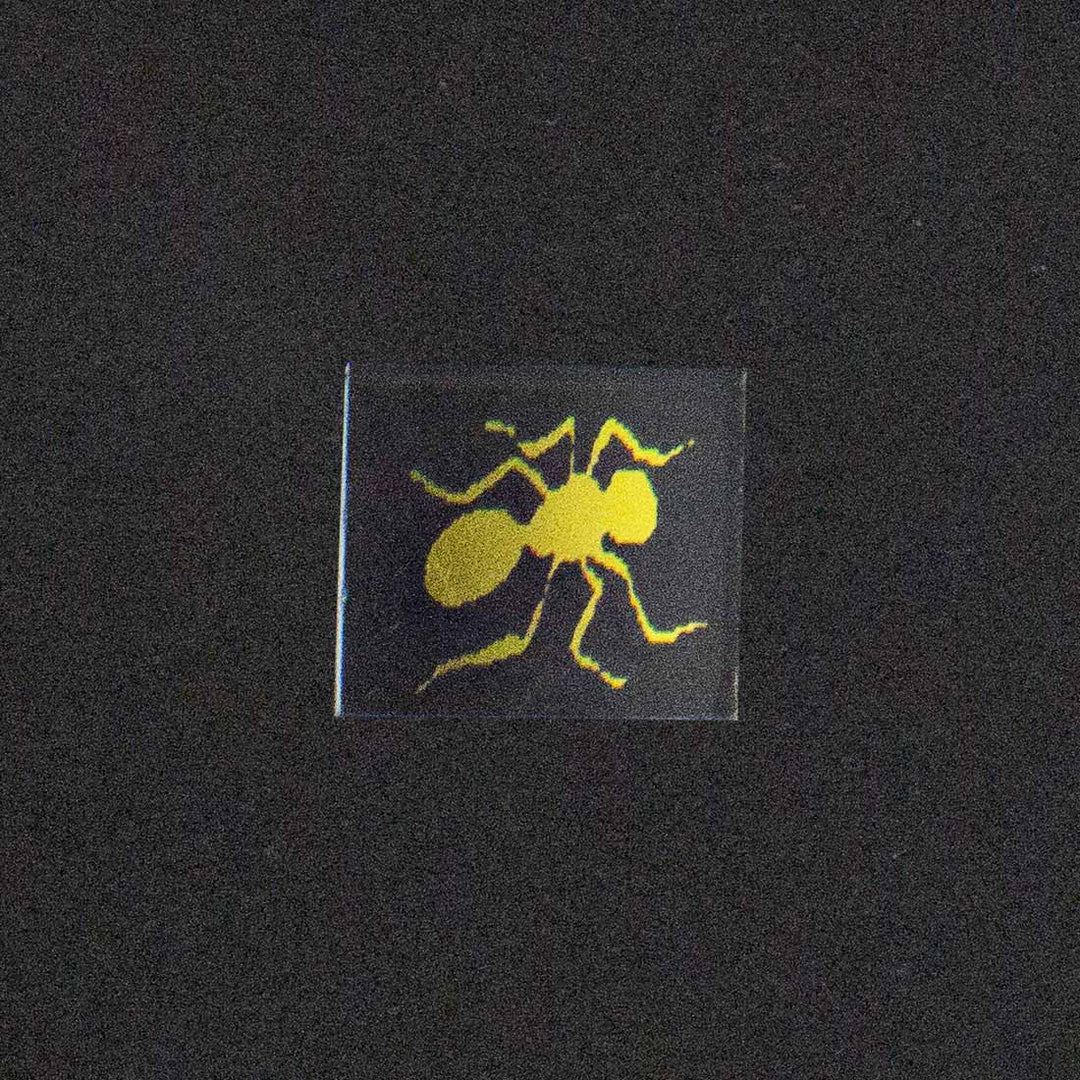 Ant Image