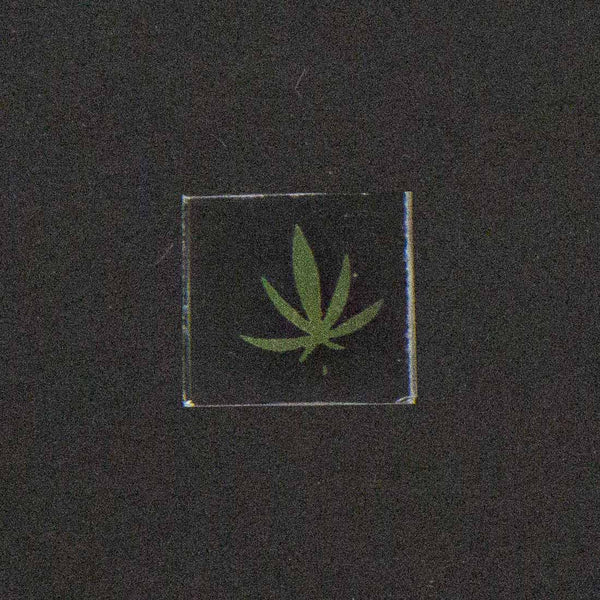 Cannabis Leaf Image